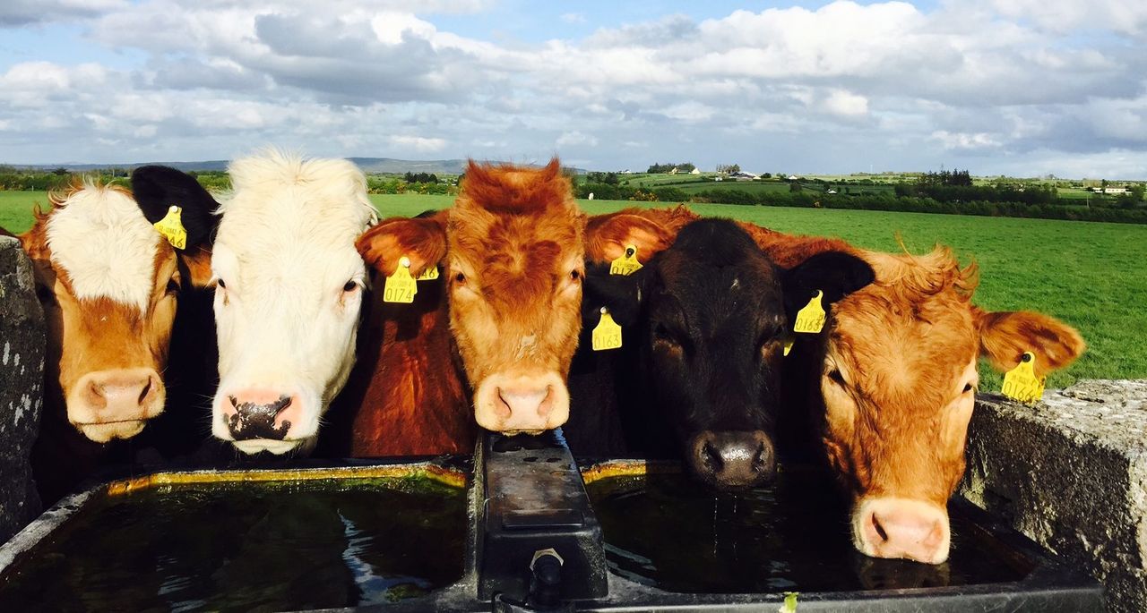 Top tips for conserving water on farms
