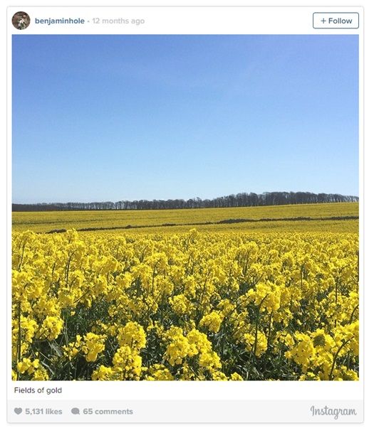 Good weather brings infestations of pollen beetle to oilseed rape crops
