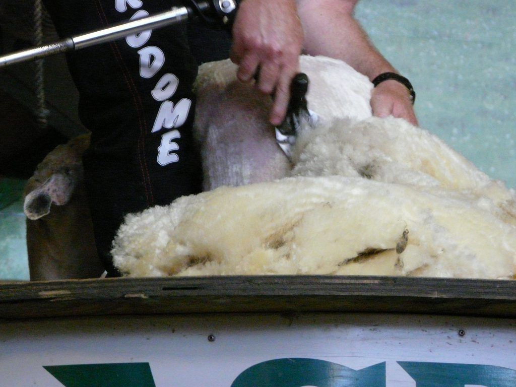 All-Ireland shearing championships set for Mountbellew