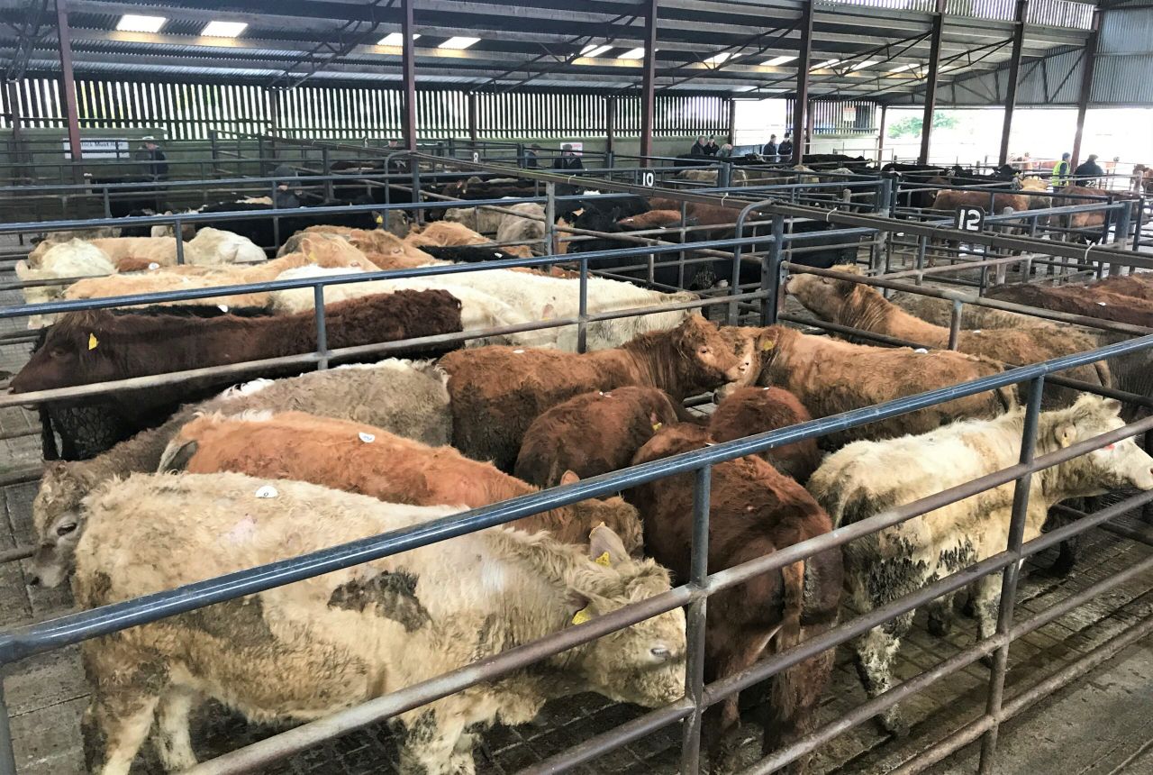 Mart trade: 'Grass' buyers starting to emerge at the ringside