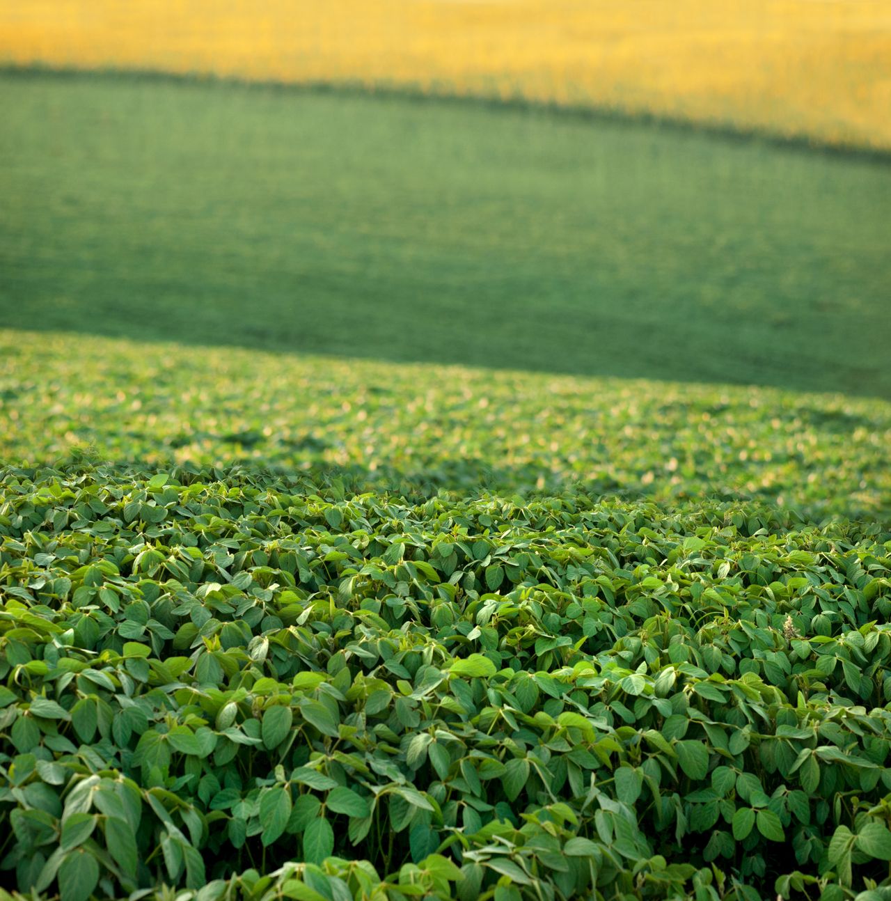Ukraine's exports of soybean and rapeseed suspended