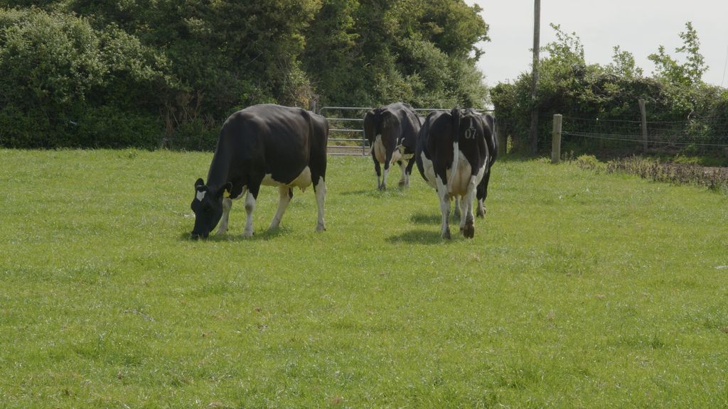 The British Friesian type cow that Sean is constantly trying to breed