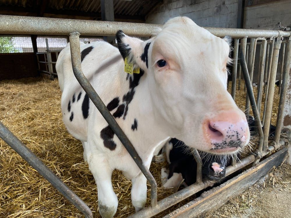 Calls for 'straw bedding and stock-boarded pens' for calves at marts