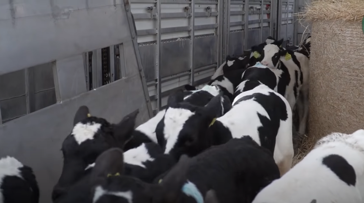 Calf exports: 'If data guides decision, I would be hopeful' -Shalloo