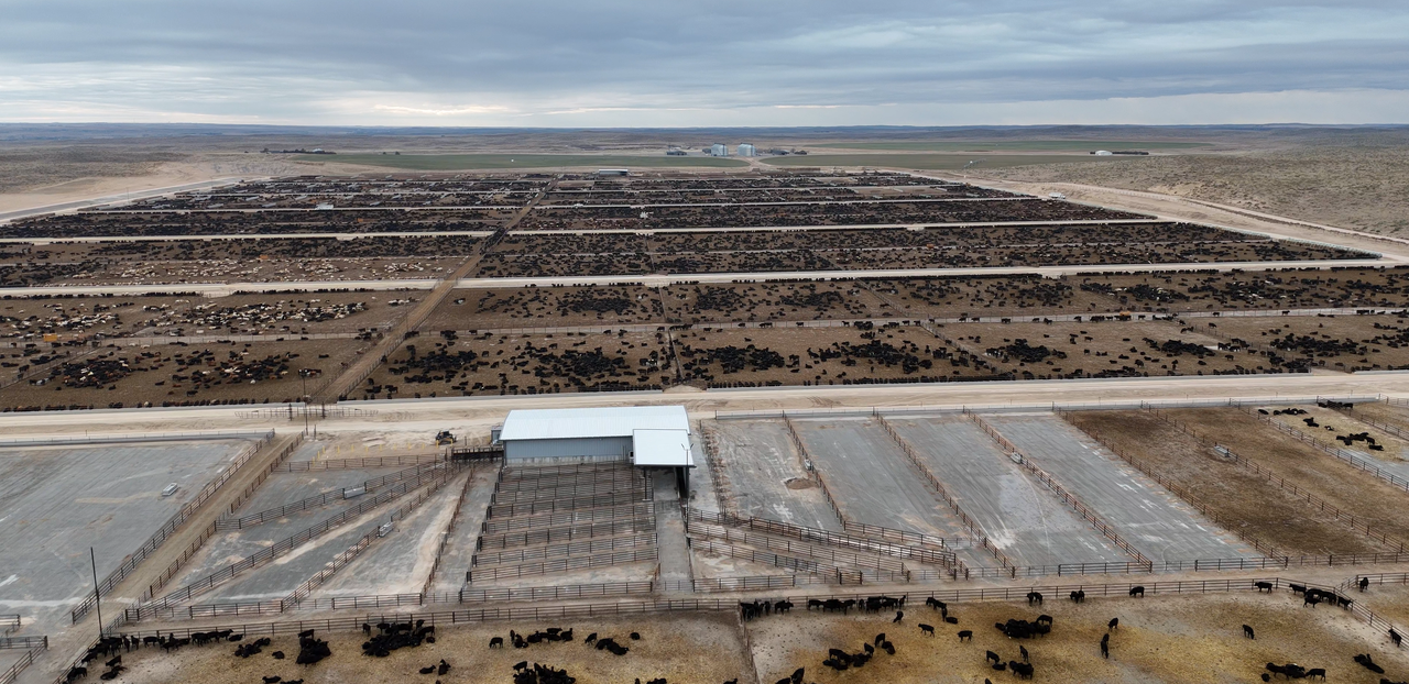Building a brand-new 150,000 head beef feedlot in Nebraska