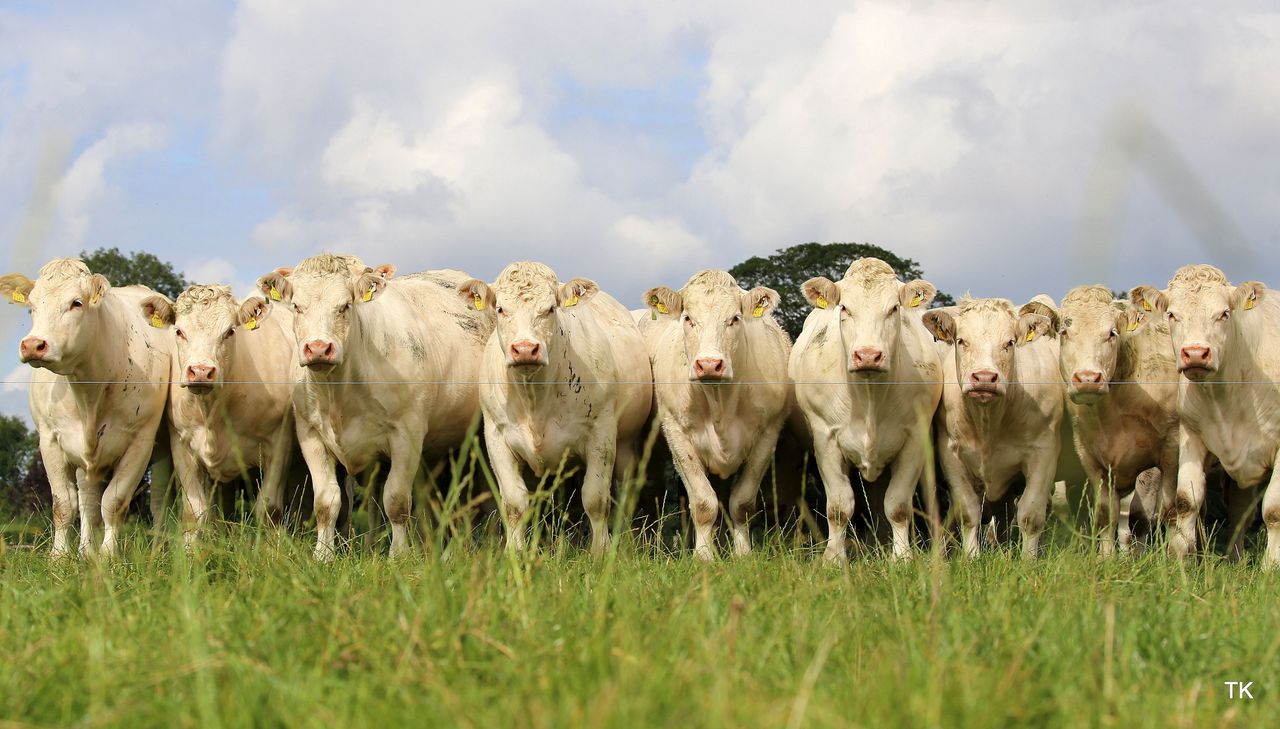 What Charolais AI bull had the highest number of 2021-born progeny?