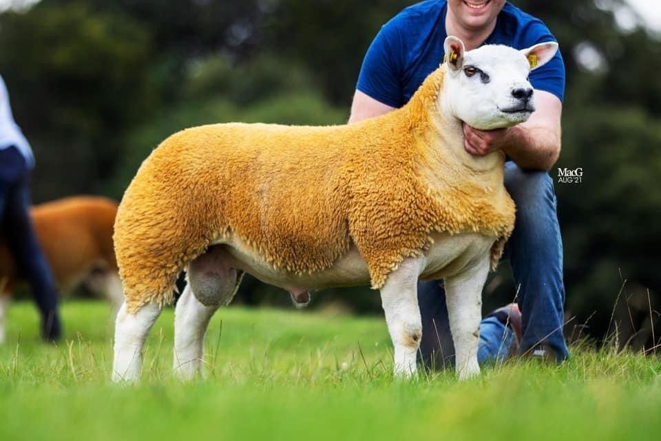 Irish Texel Society's premier show and sale this weekend