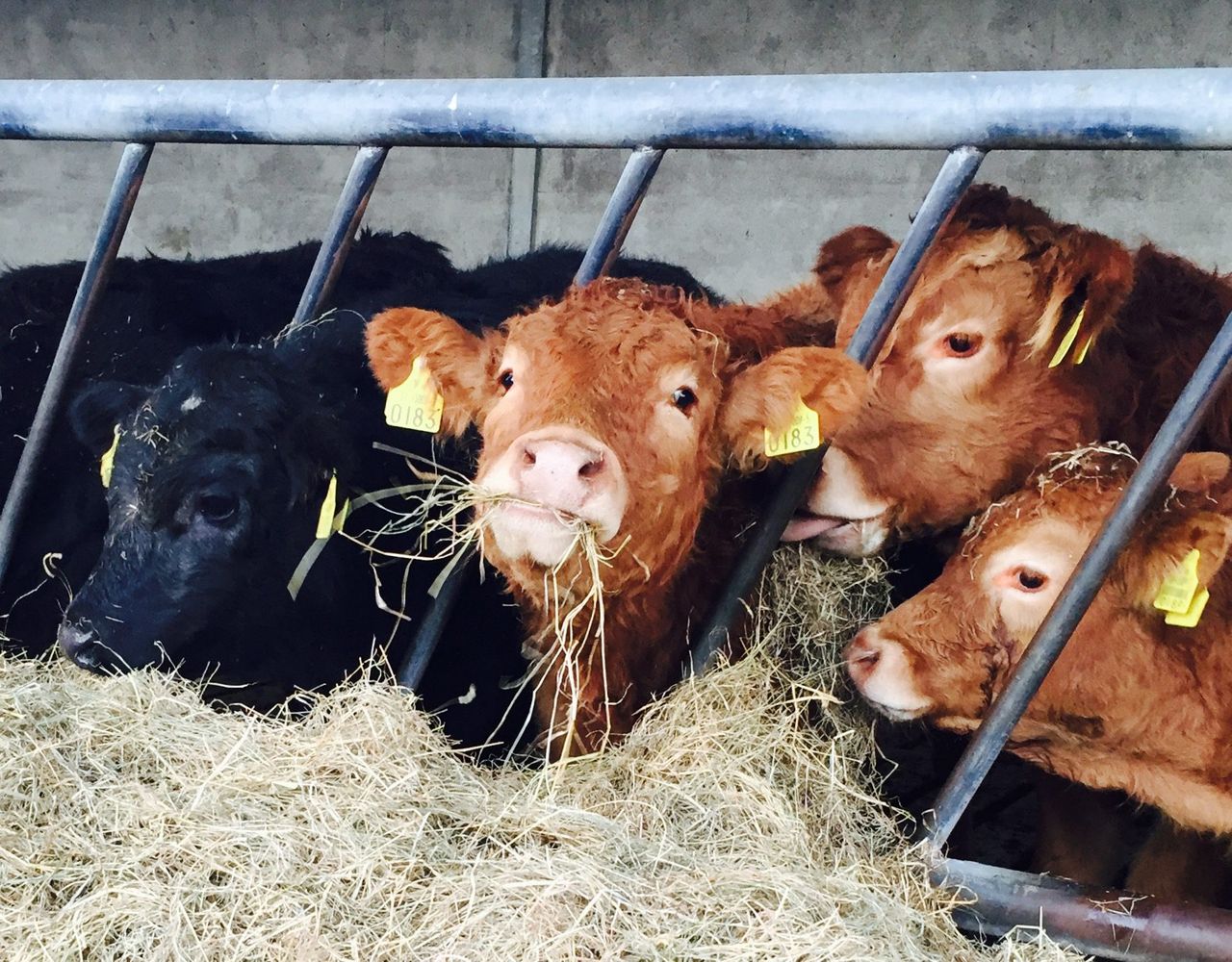 'New beef markets needed': 130,000 extra cattle in the 0-12 month bracket
