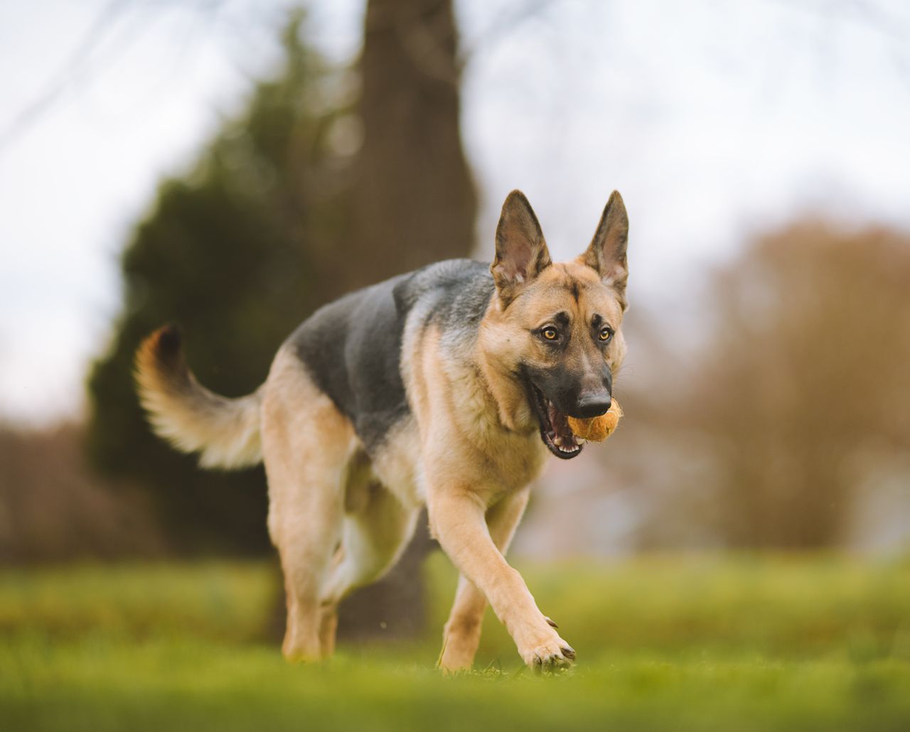 INHFA calls for ban on non-working dogs on hills and farmlands