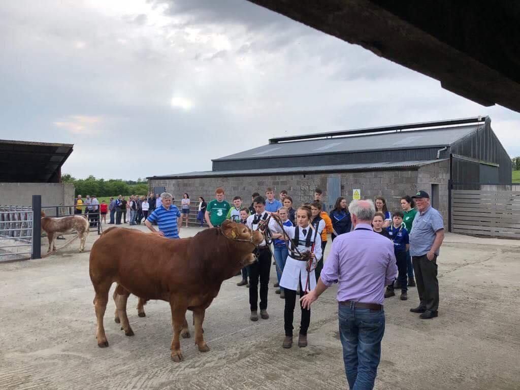 Workshop for young people interested in showing cattle this Saturday