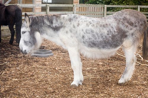 'Donkeys don’t encourage active farming and may lose "livestock" status'
