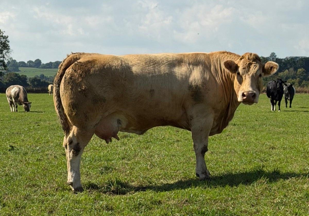 A sample of the cow-type set to be offered in the suckler herd dispersal sale