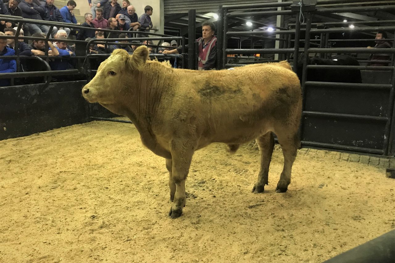 Cattle marts: Closing off 2019 and first glimpse of new year trade