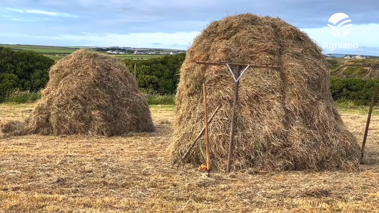'Hay and Tae' in the Kerry sunshine