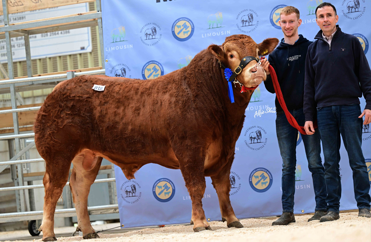 Limousin bulls average £5,225 at society sale in Ballymena