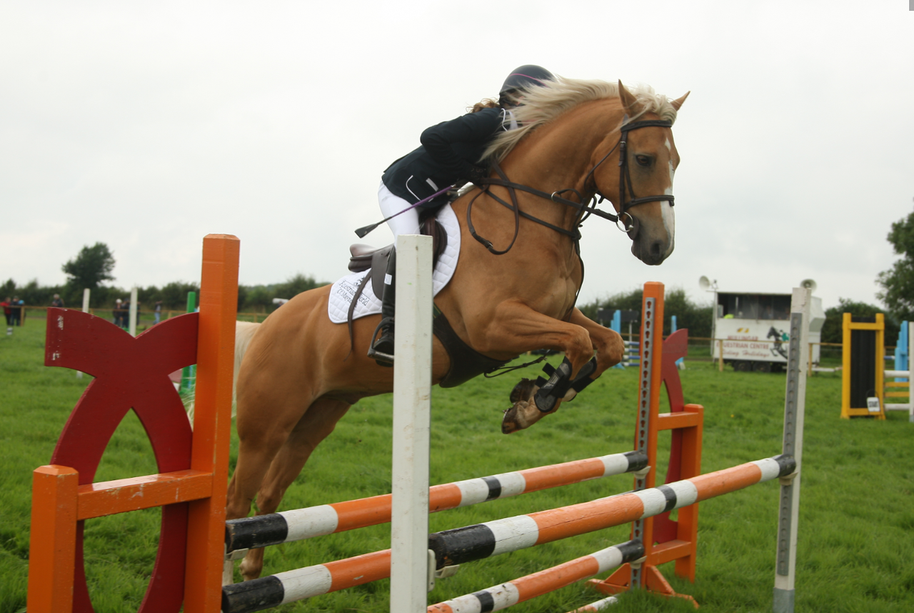 Tullamore Show Results: Horses