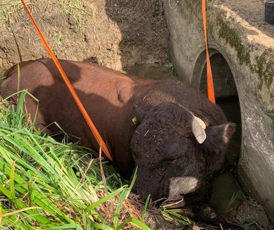 Firefighters called in to rescue 1,000kg bull stuck in ditch