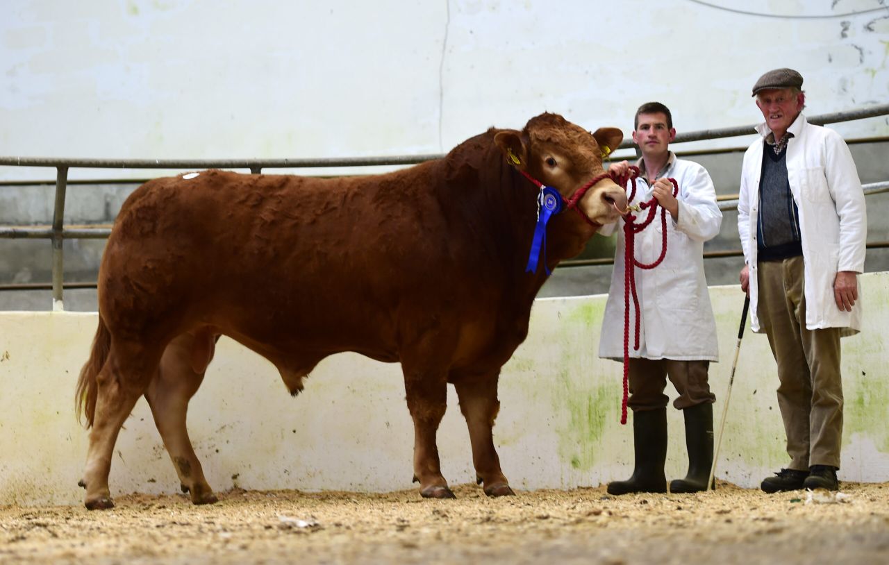 Five-star bulls top Irish Limousin Society's sale