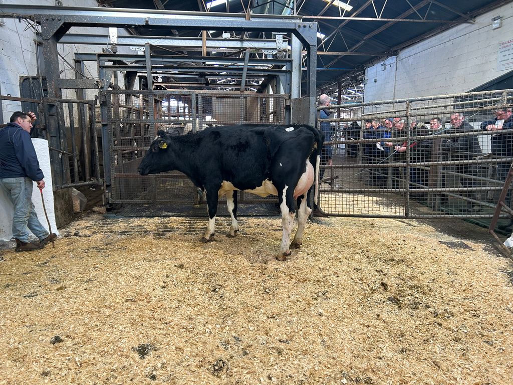Lot 32, a freshly calved heifer since January 8, sold for 2,620gns
