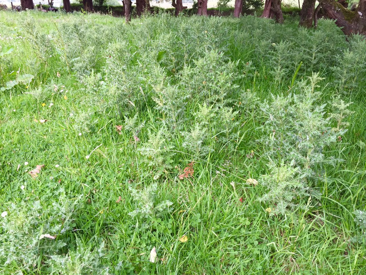 What pesticides are being applied to grass and fodder crops each year?