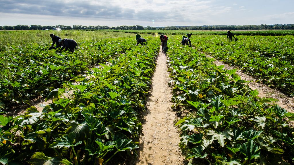 National recruitment initiative for horticulture in the works