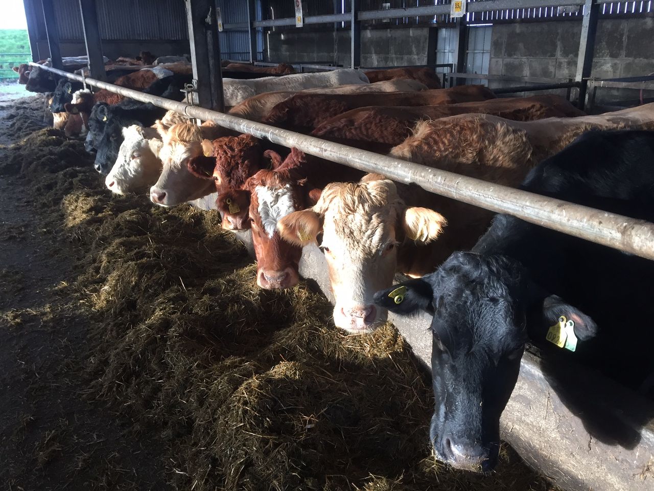 Pics: Take a look at the €100,000 calving facilities at Teagasc Grange