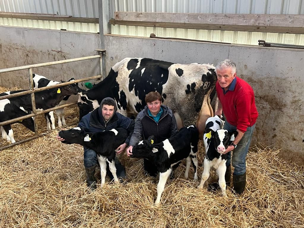 West Kerry cow delivers her fourteenth calf in eight years