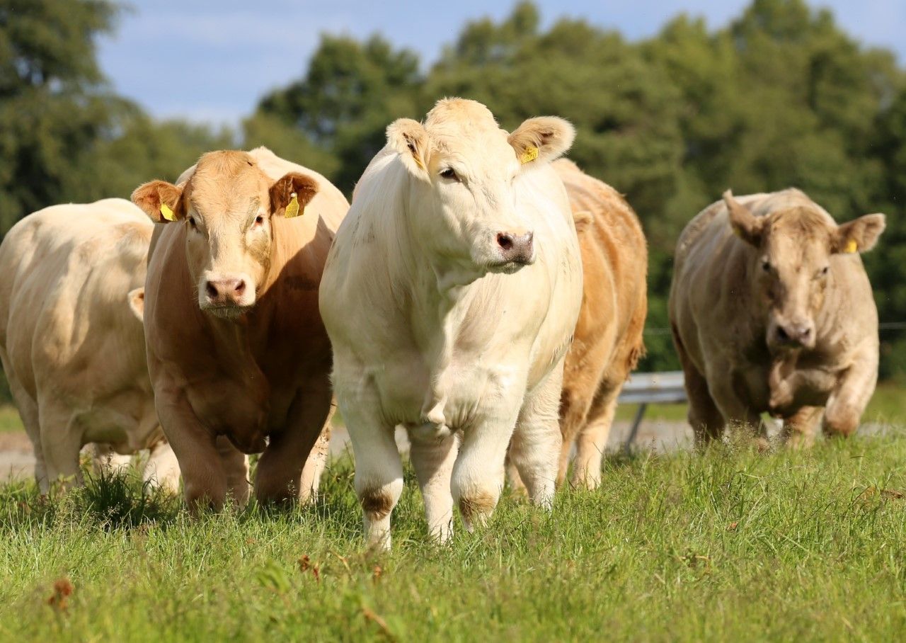 Charolais 'Christmas Cracker' sale to take place this Saturday