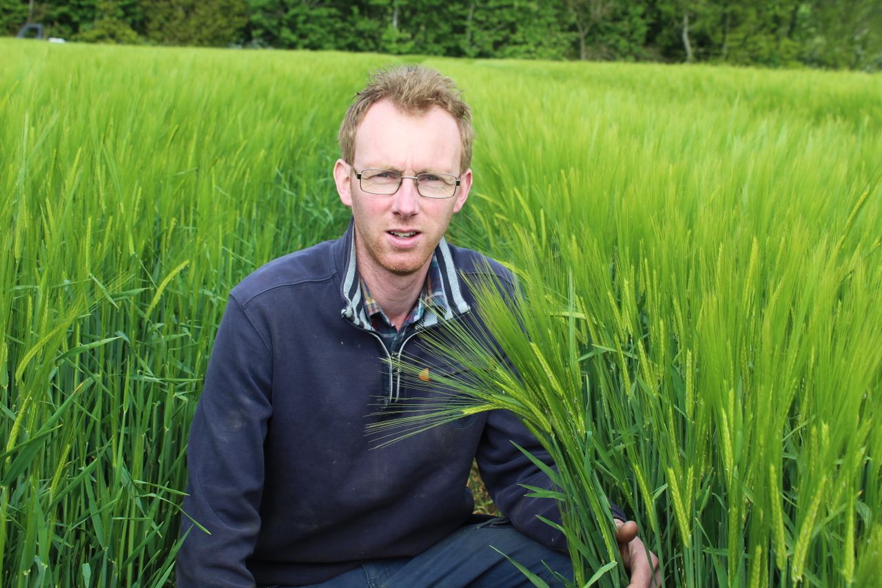 Winter barley crops on target to produce bumper yields