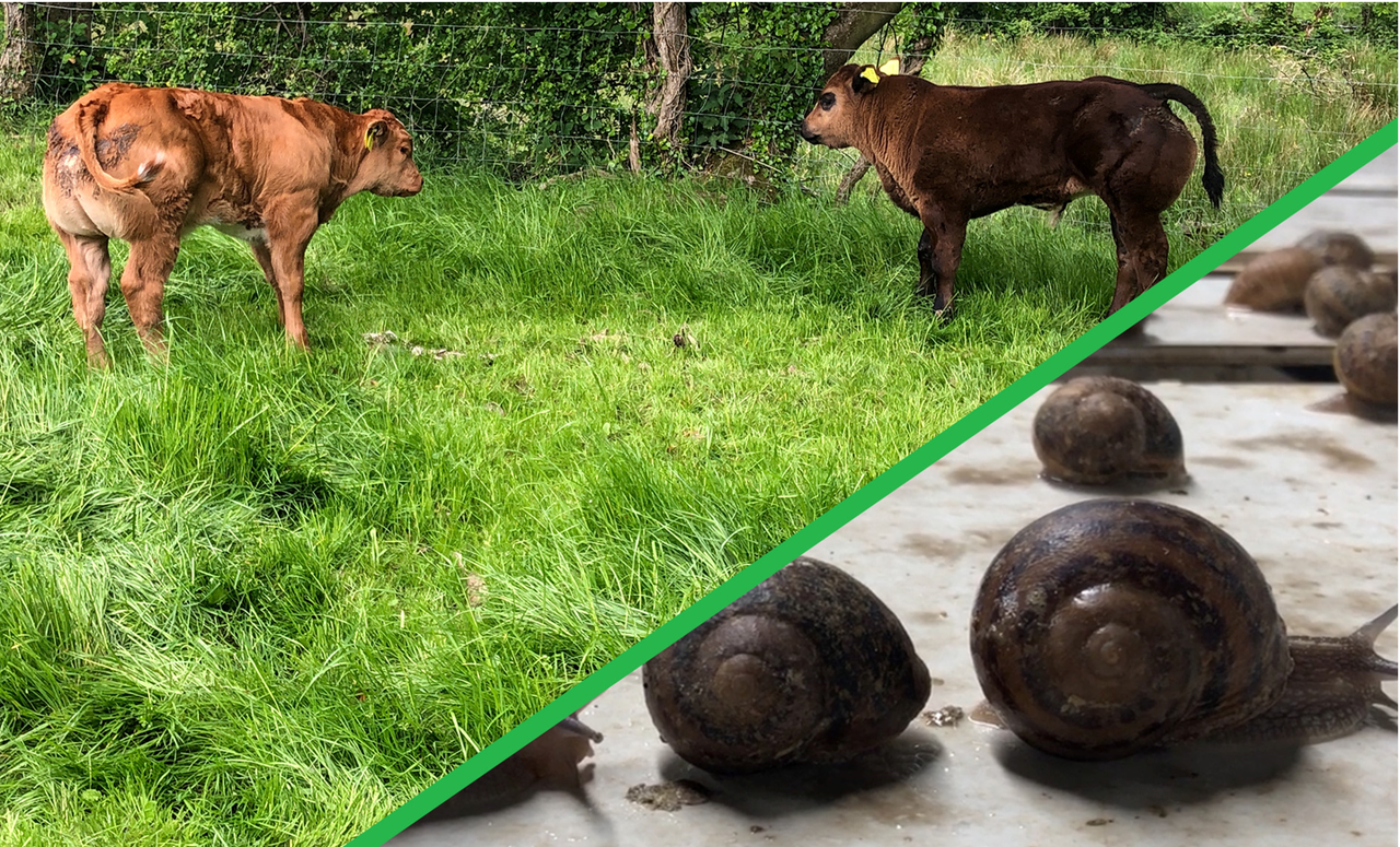 Beef Focus: Snail farming and breeding E-grade weanlings in Cavan