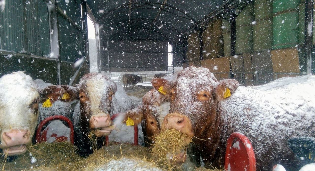 Snow-ice warnings issued ahead of wintry weekend