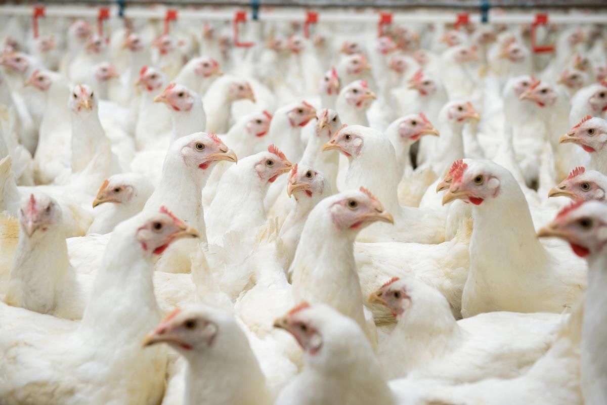 How can you be penalised if you fail to confine your poultry?