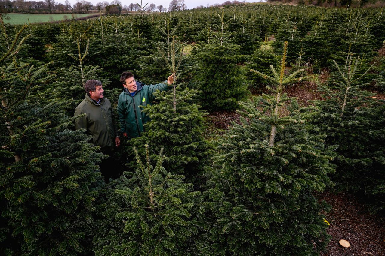 Real Irish Christmas trees: 'It wouldn't be the same without one'