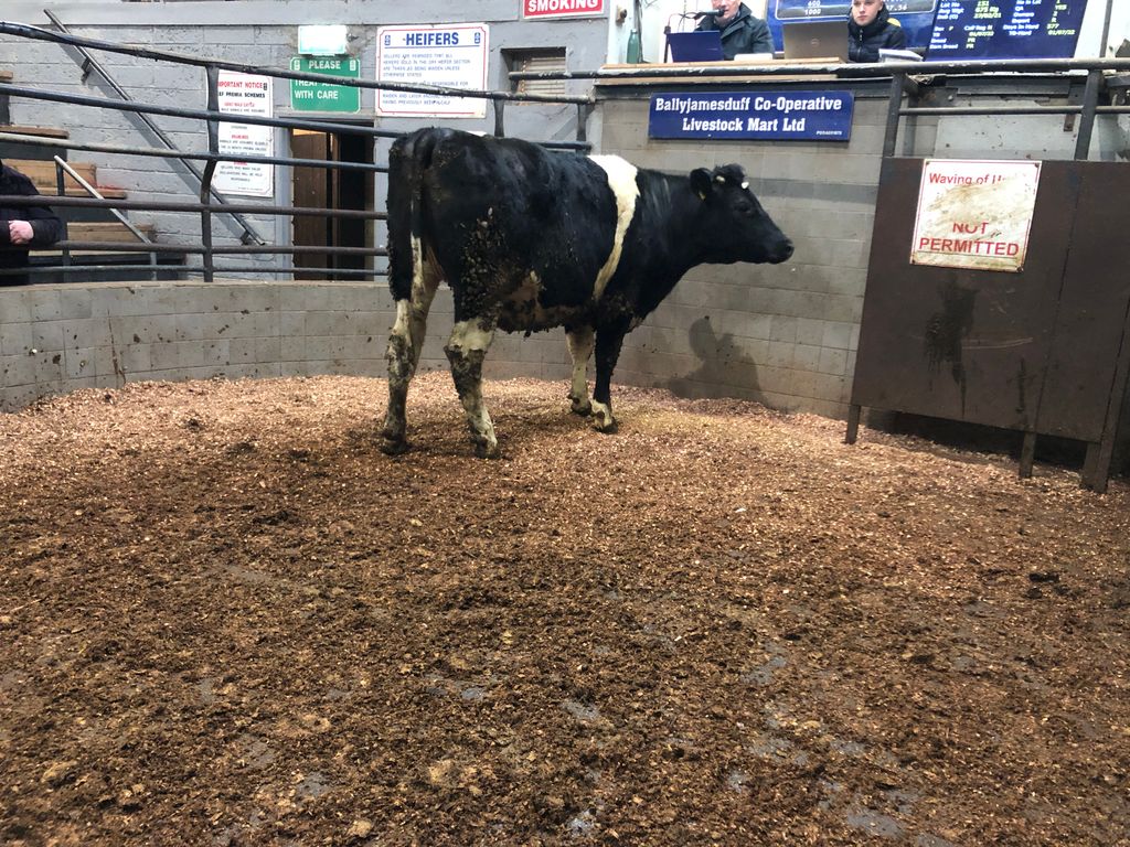This 675kg Friesian heifer sold for €1,840 or €2.73/kg