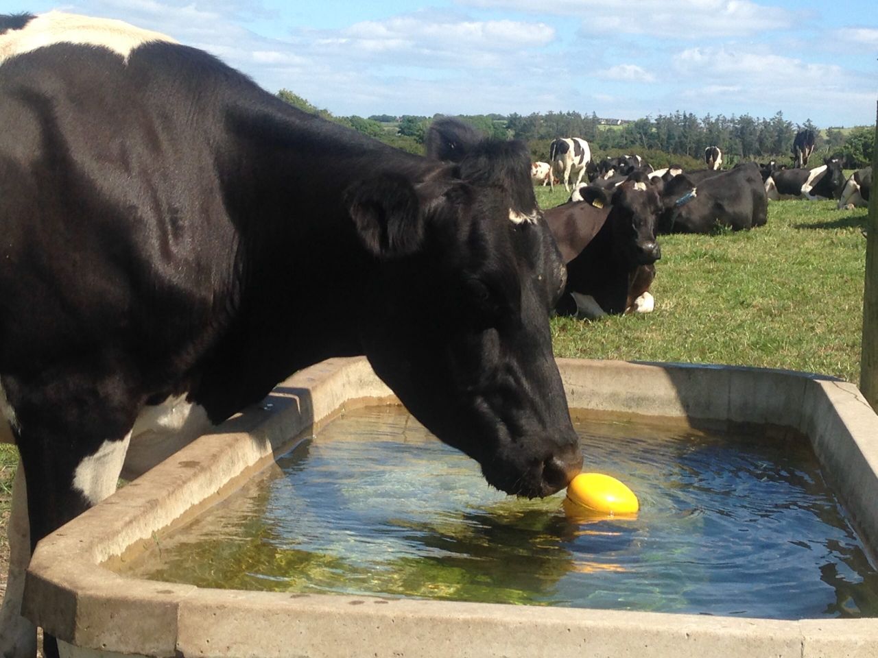 'Increased milk prices a sign processors fear farmers will cut back supplies'