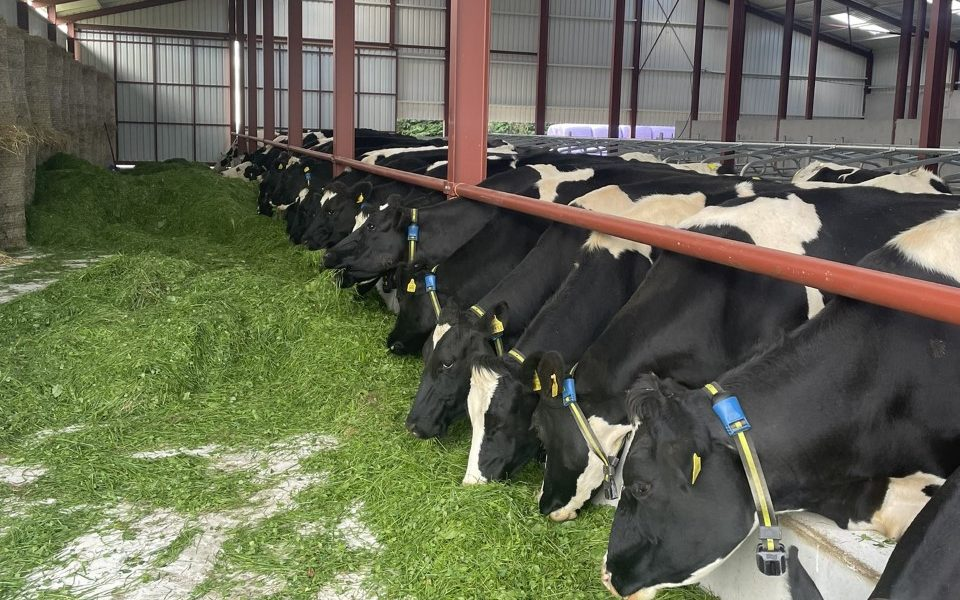 IGA dairy conference to focus on farmers' strengths
