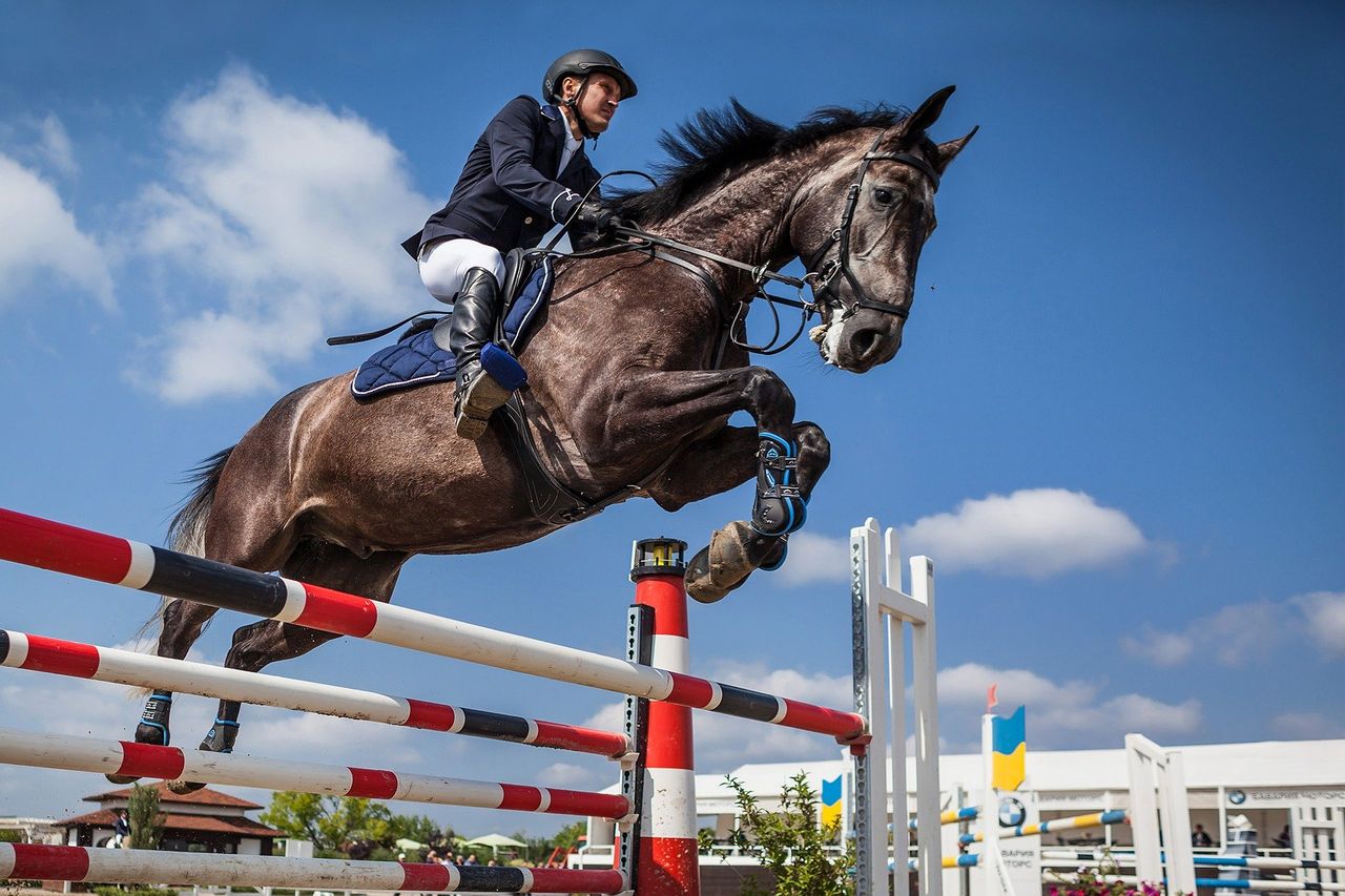 Sport horse owners called to partake in unique survey