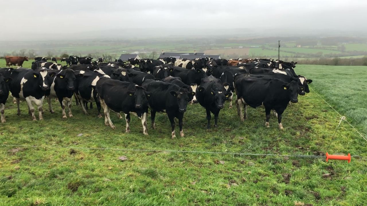 Dairy advice: Not a year for passengers