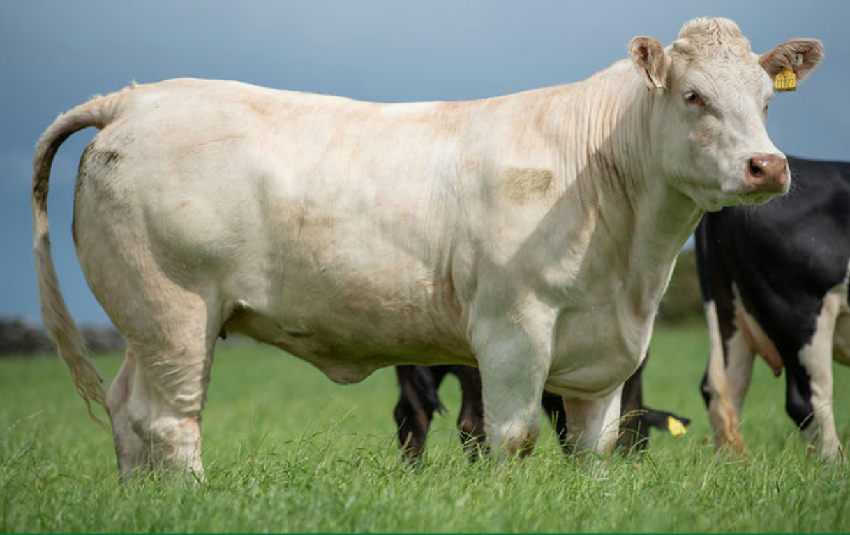 Top price of €7,300 in VetEmbryos timed auction