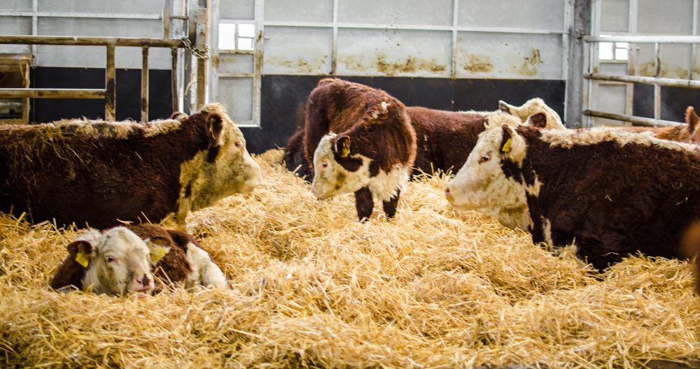 Commissioner Hogan clears the way for funding of new beef producer groups