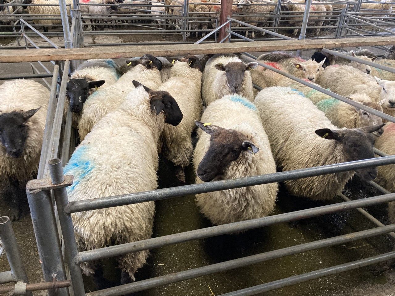 Sheep kill: Supply of lambs and hoggets behind by over 18,000
