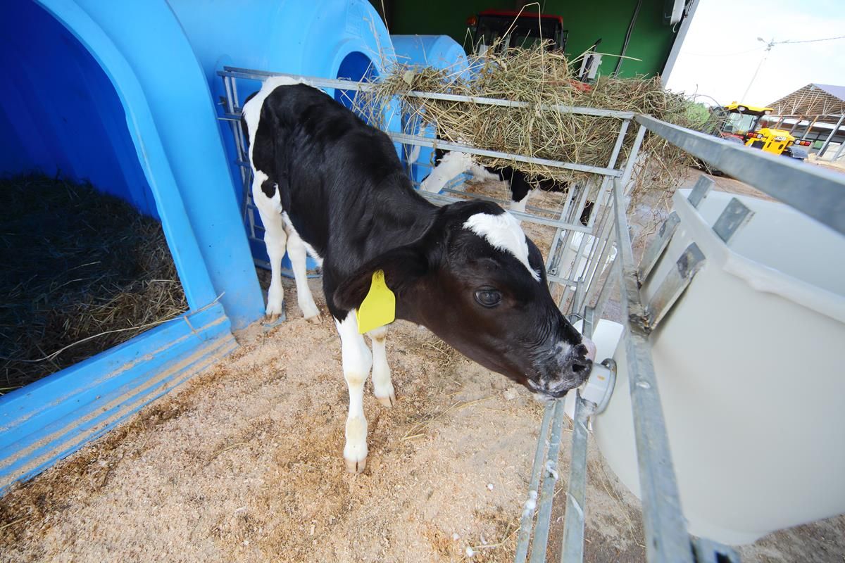 'Only a matter of time' before bovine EID tagging is the norm