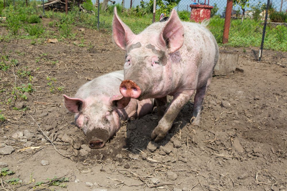 Locals object to farm plans for 30,000 pigs
