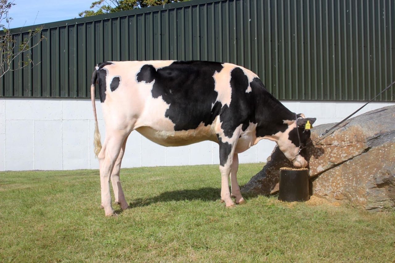 Top price of 8,700gns at Excellence of Eedy sale