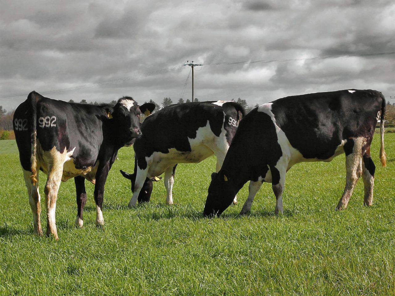 Detecting and treating lungworms in youngstock
