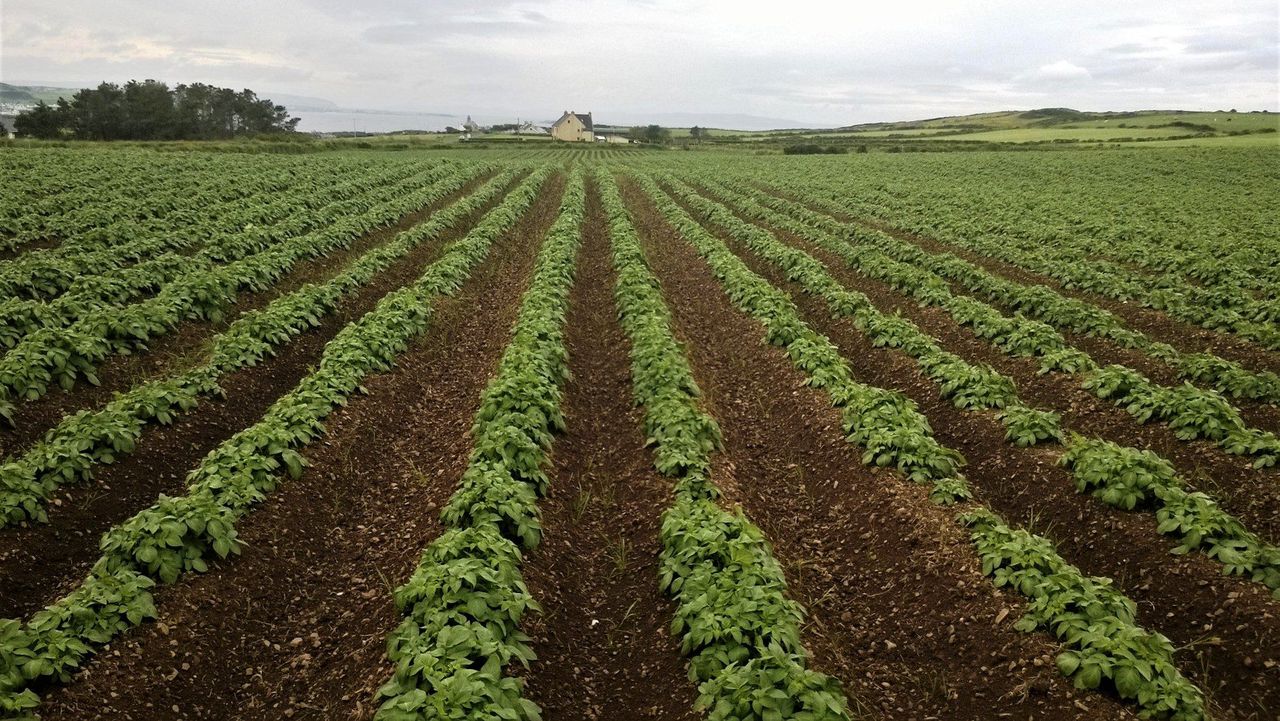 Met Éireann: Nationwide potato blight advisory issued