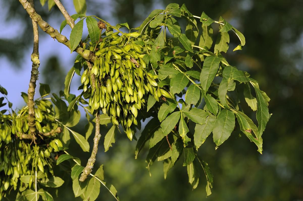 Ash dieback now in all 26 counties to a 'greater or lesser extent'