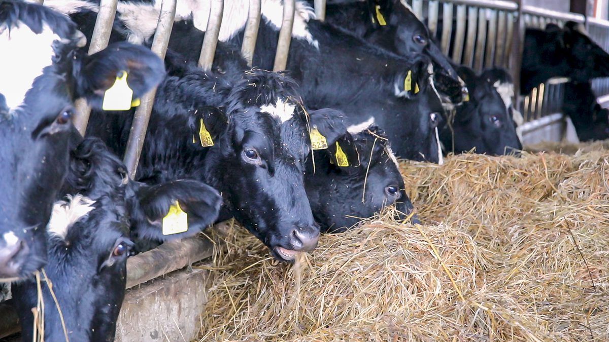 Council to seek exclusion of extensive farms from IED