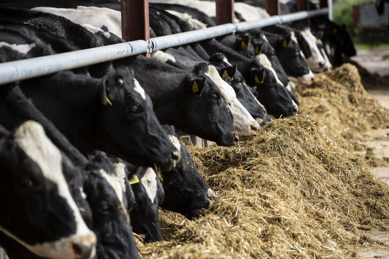 Alltech: European Harvest analysis shows rising mycotoxin risks