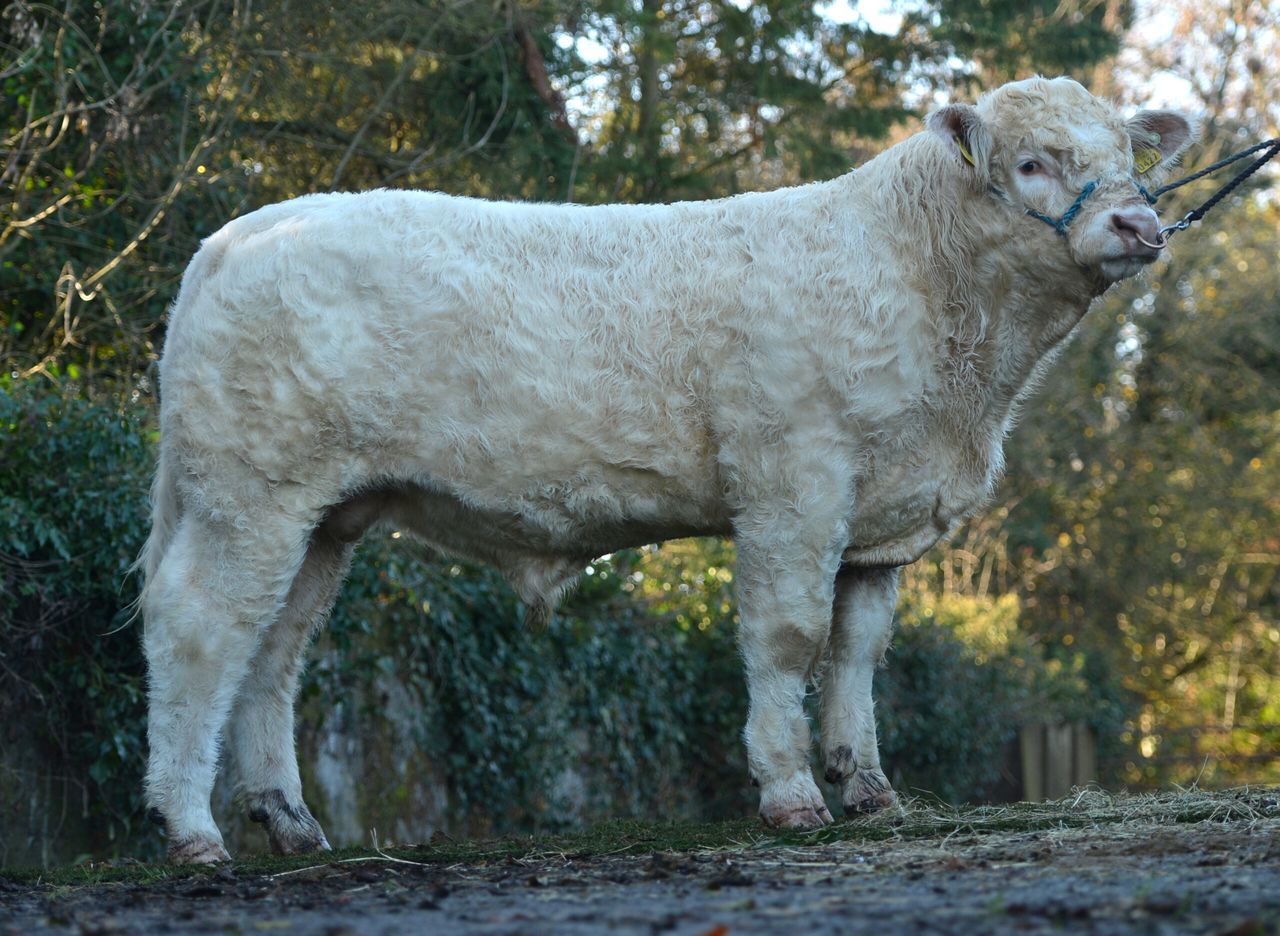 €uro-star bulls in strong demand, says ICBF
